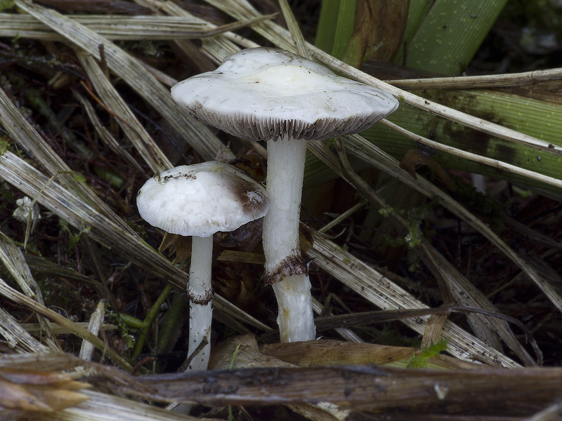 Stropharia albonitens